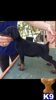 Doberman Pinscher Puppies in NC